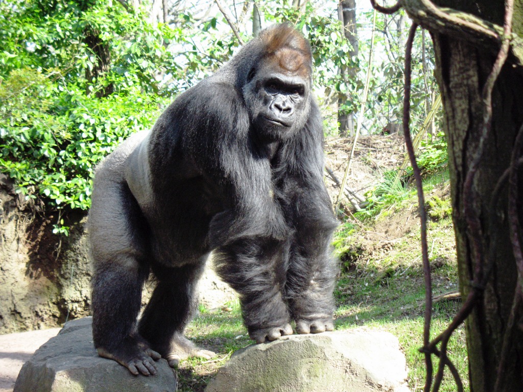 Gorilla at the Bronx Zoo jigsaw puzzle in Animals puzzles on TheJigsawPuzzles.com