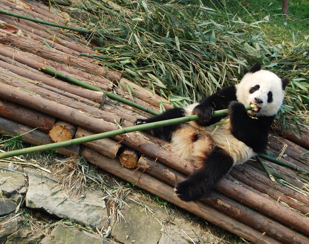 Panda in Chengdu, China jigsaw puzzle in Animals puzzles on TheJigsawPuzzles.com