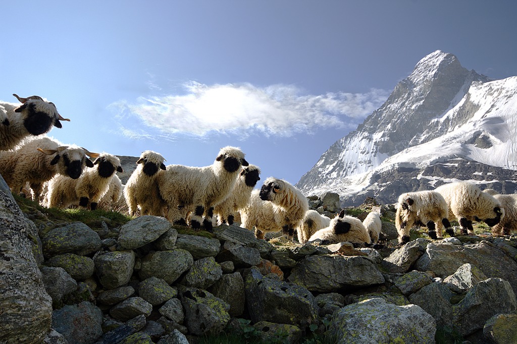 Matterhorn Sheep jigsaw puzzle in Animals puzzles on TheJigsawPuzzles.com