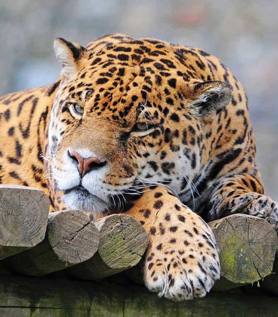 Jaguar jigsaw puzzle in Animals puzzles on TheJigsawPuzzles.com