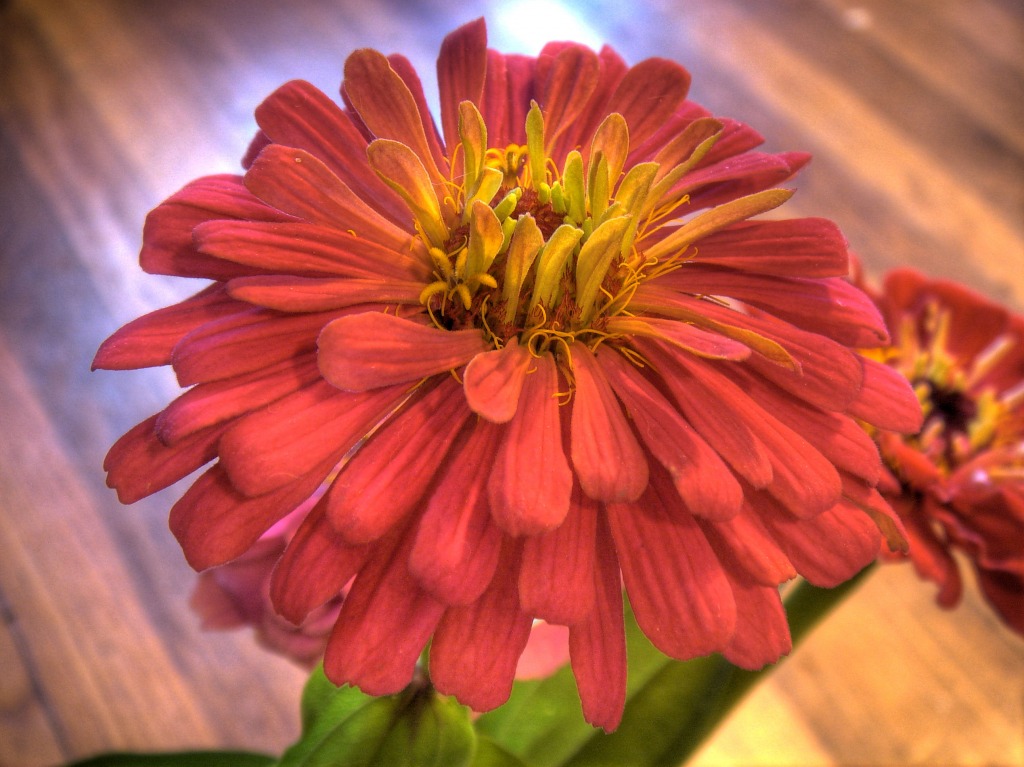 Zinnia Flower jigsaw puzzle in Macro puzzles on TheJigsawPuzzles.com