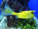 Longhorn Cowfish