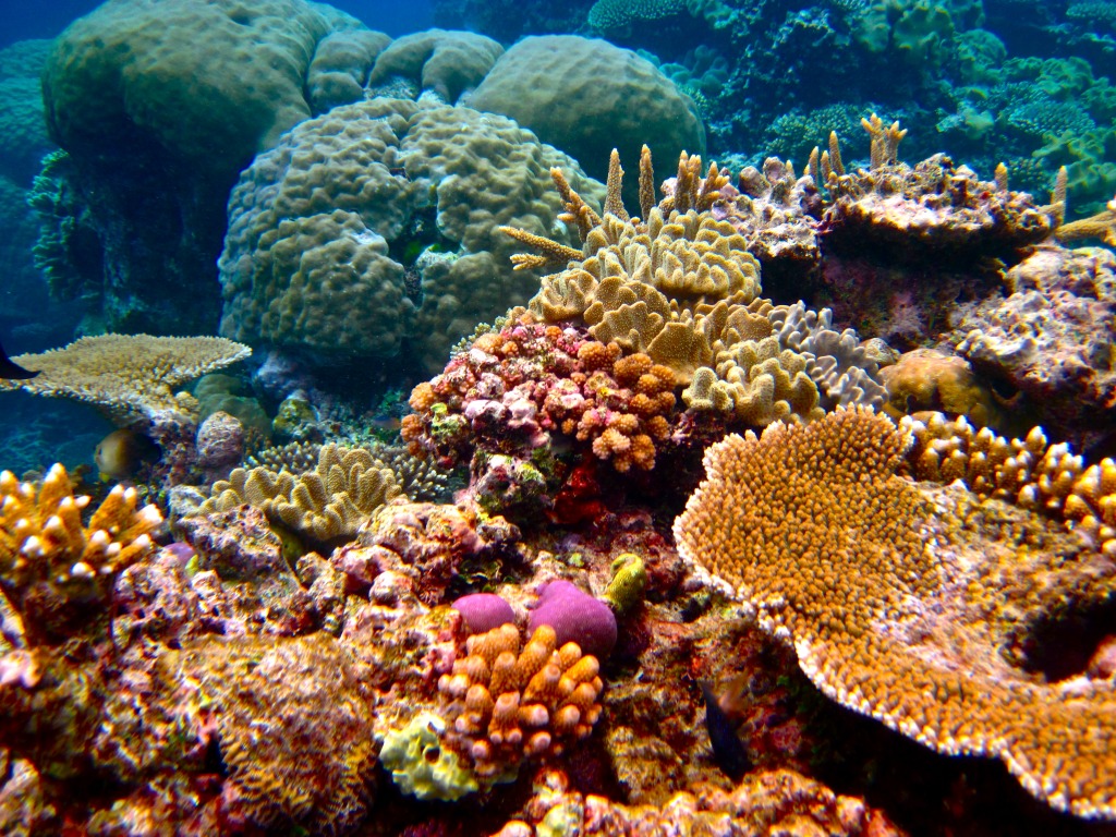 The Great Barrier Reef jigsaw puzzle in Under the Sea puzzles on TheJigsawPuzzles.com