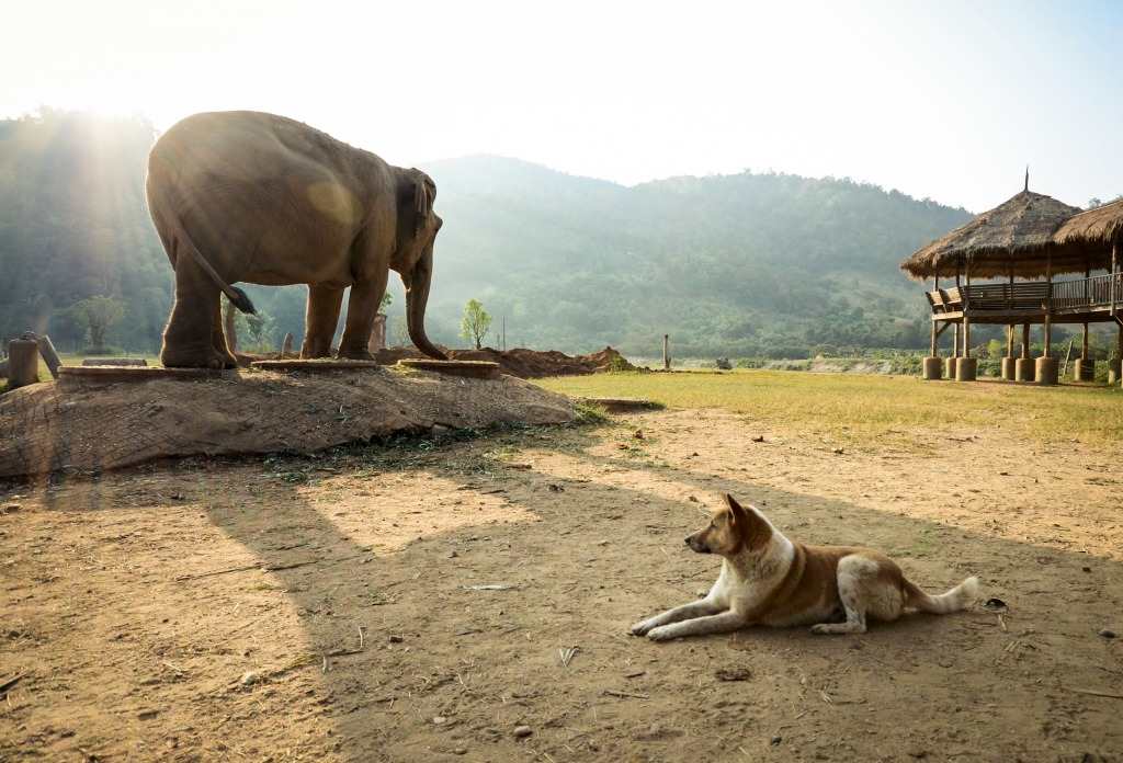 Chiang Mai, Thailand jigsaw puzzle in Animals puzzles on TheJigsawPuzzles.com