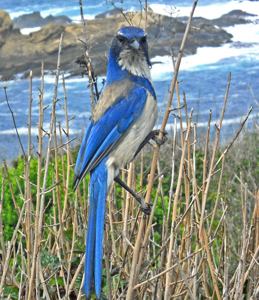 Scrub Jay Posing jigsaw puzzle in Animals puzzles on TheJigsawPuzzles.com