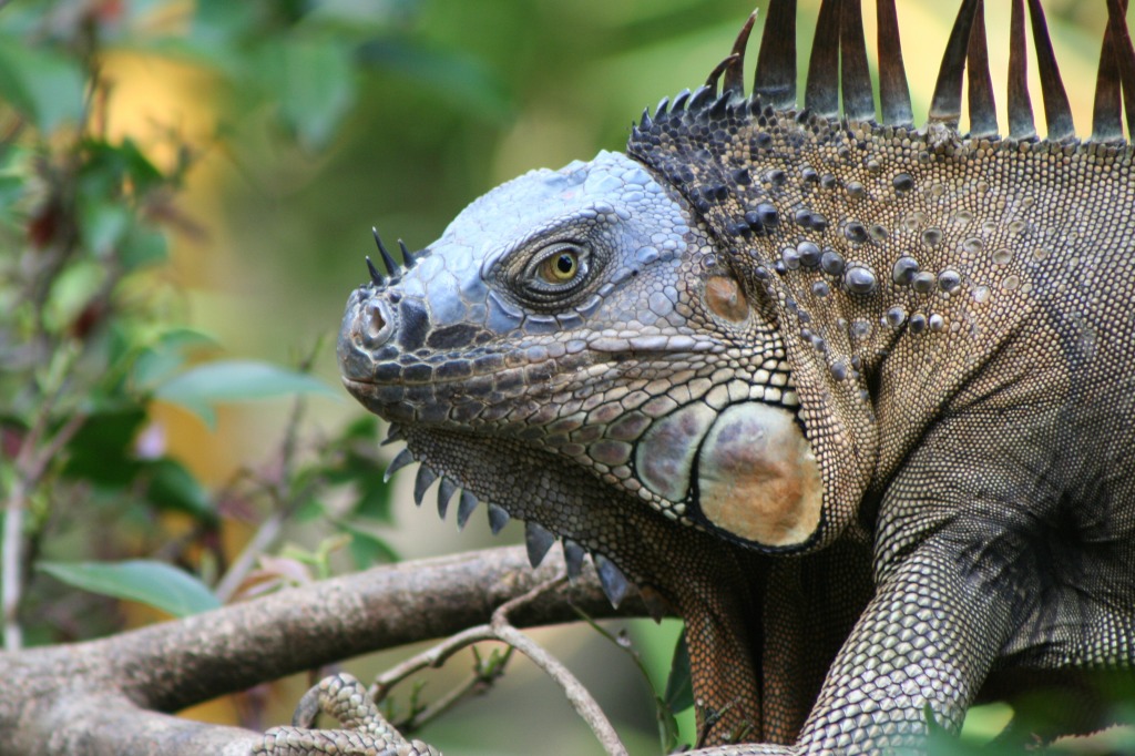 Iguana jigsaw puzzle in Animals puzzles on TheJigsawPuzzles.com