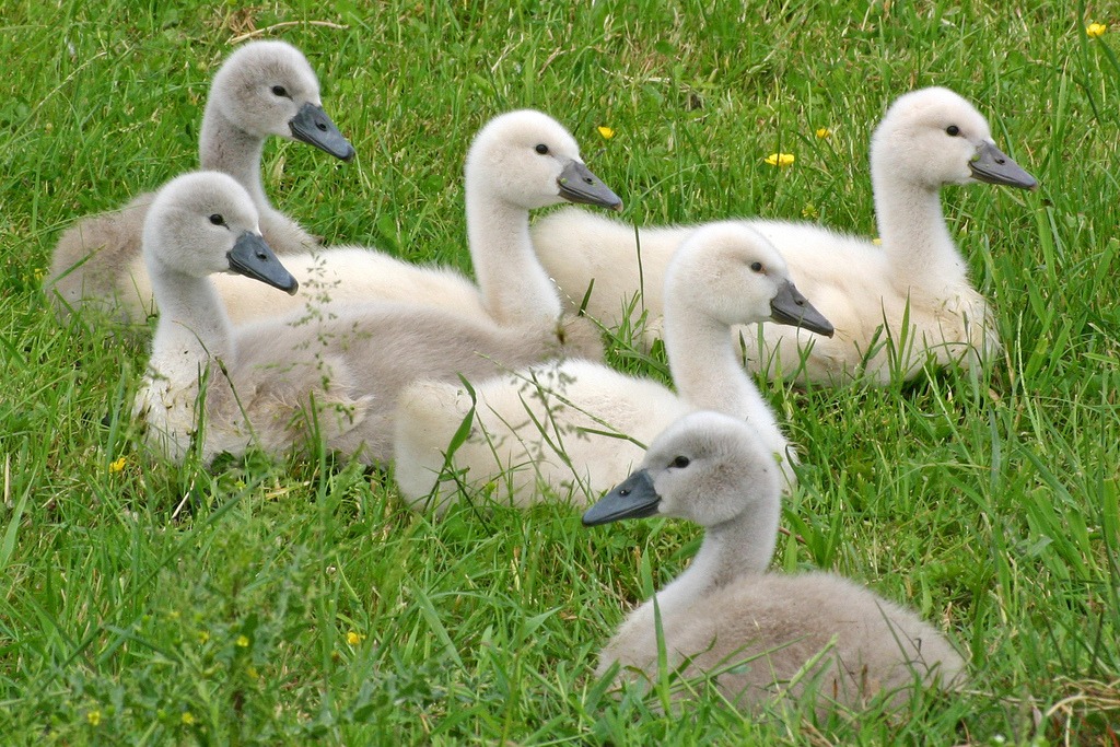 Swans jigsaw puzzle in Animals puzzles on TheJigsawPuzzles.com