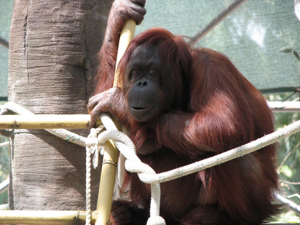 OrangUtan at Phoenix Zoo jigsaw puzzle in Animals puzzles on TheJigsawPuzzles.com