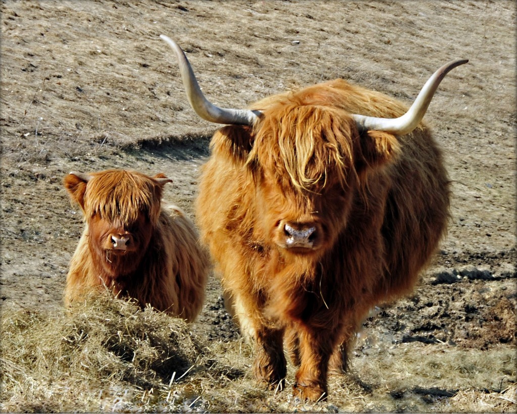 Highland Cow and Calf jigsaw puzzle in Animals puzzles on TheJigsawPuzzles.com