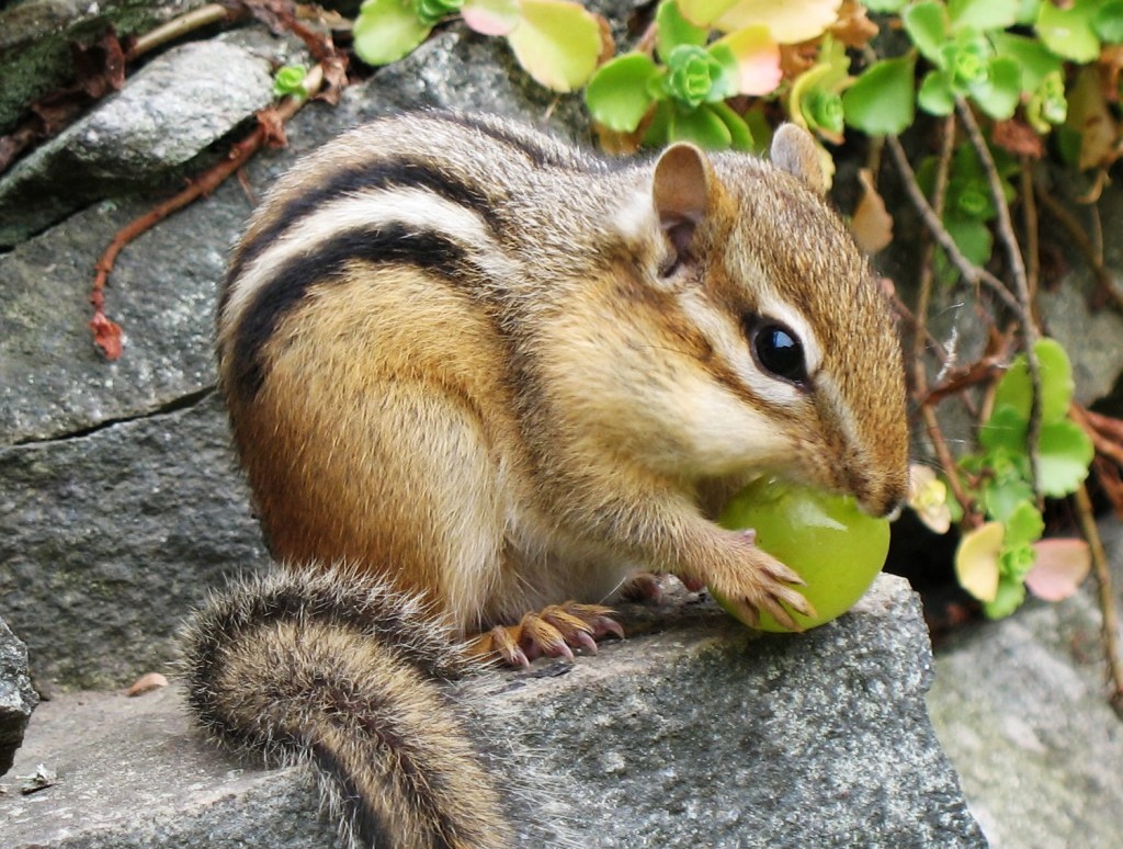Eastern Chipmunk jigsaw puzzle in Macro puzzles on TheJigsawPuzzles.com