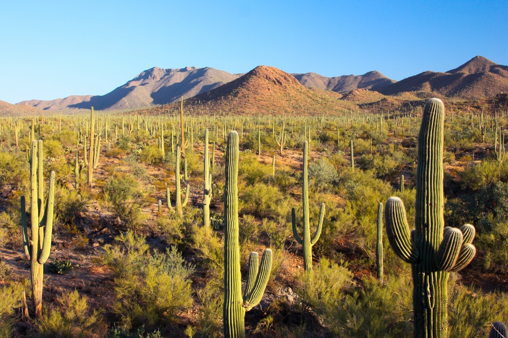 Saguaro National Park, Arizona jigsaw puzzle in Great Sightings puzzles on TheJigsawPuzzles.com