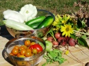 Garden Veggies and Flowers