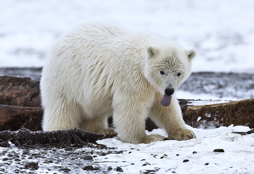 Polar Bear Cub, Arctic National Wildlife Refuge jigsaw puzzle in Animals puzzles on TheJigsawPuzzles.com