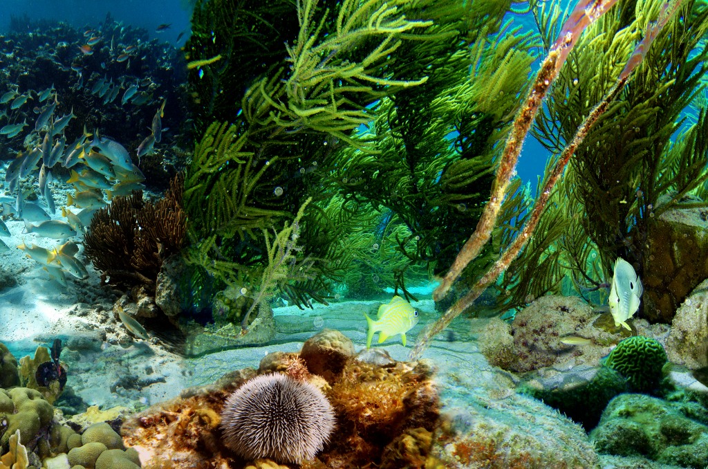 Underwater Life of Klein Bonaire Islet jigsaw puzzle in Under the Sea puzzles on TheJigsawPuzzles.com