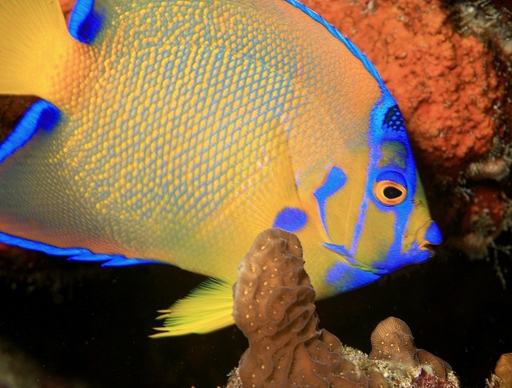 Colorful Young Queen Angelfish jigsaw puzzle in Under the Sea puzzles on TheJigsawPuzzles.com