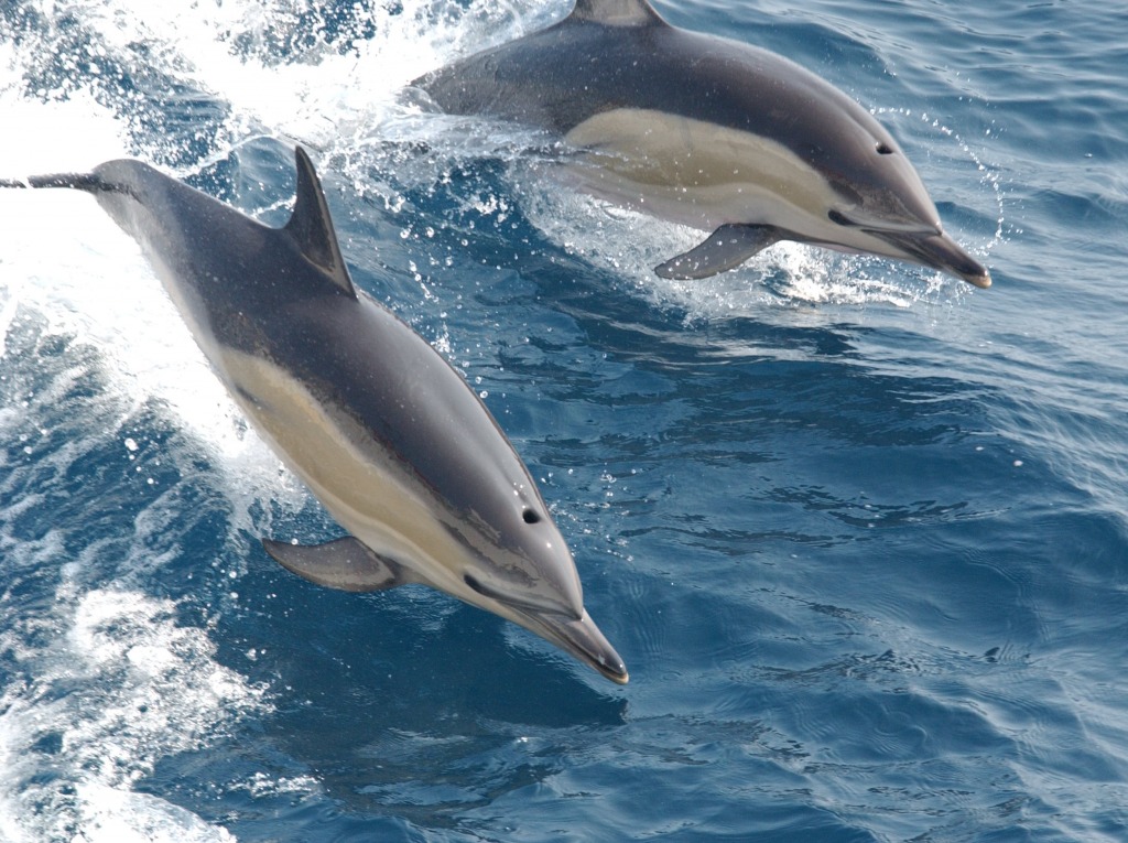 Dolphins jigsaw puzzle in Animals puzzles on TheJigsawPuzzles.com