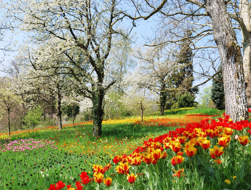 Tulip Season jigsaw puzzle in Flowers puzzles on TheJigsawPuzzles.com