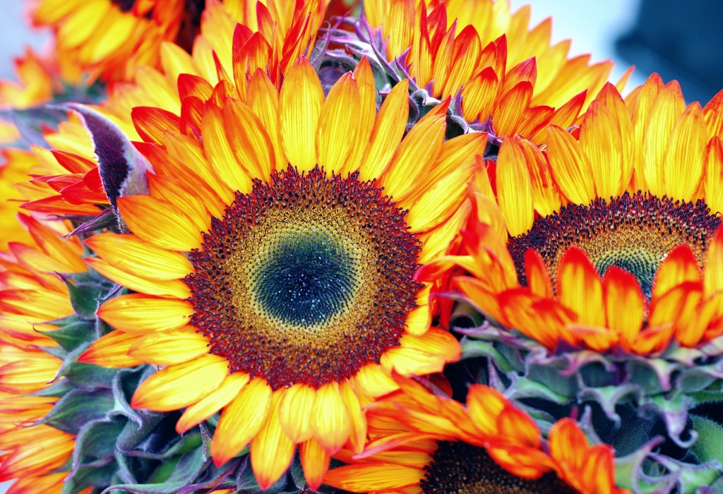 Sunflowers jigsaw puzzle in Flowers puzzles on TheJigsawPuzzles.com