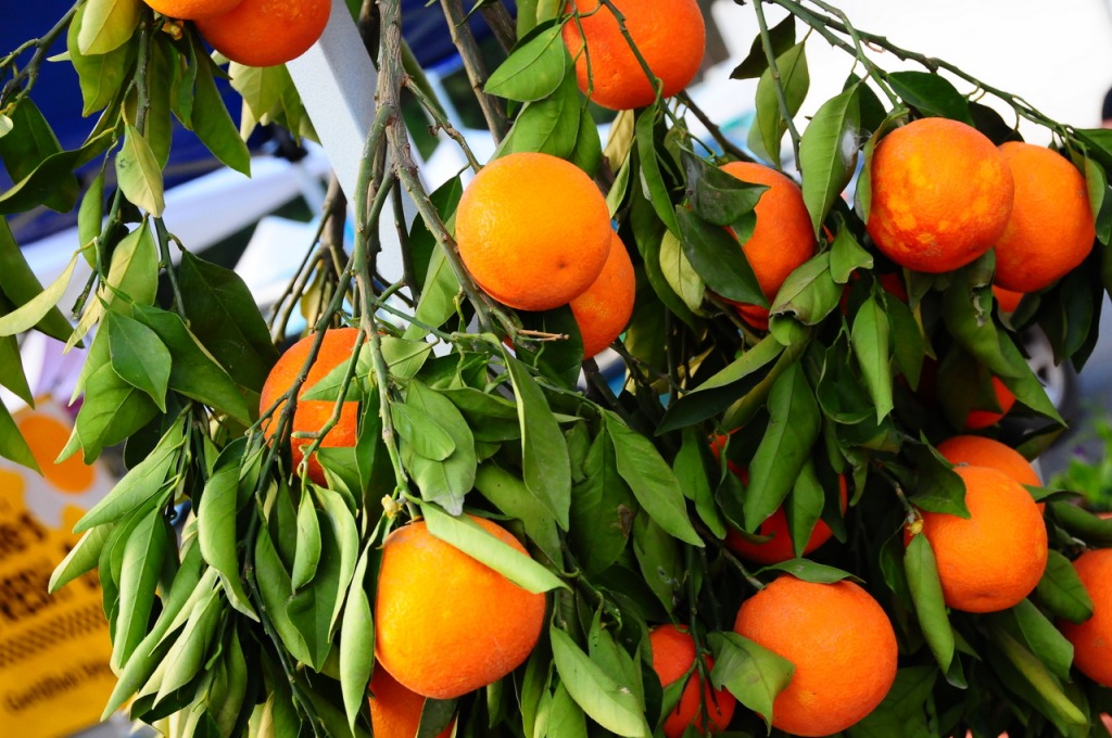 Oranges jigsaw puzzle in Fruits & Veggies puzzles on TheJigsawPuzzles.com