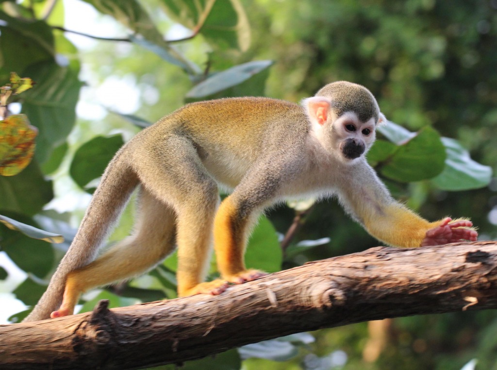 Squirrel Monkey jigsaw puzzle in Animals puzzles on TheJigsawPuzzles.com