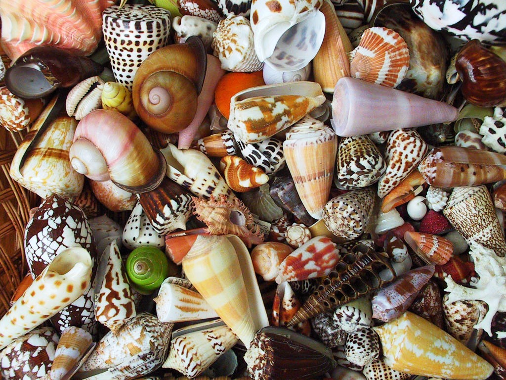 Seashells jigsaw puzzle in Macro puzzles on TheJigsawPuzzles.com