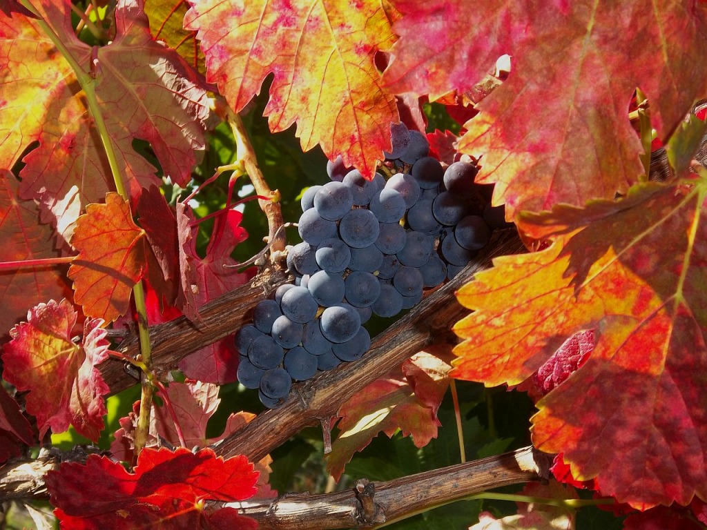 Fall Colors in the Vineyard jigsaw puzzle in Fruits & Veggies puzzles on TheJigsawPuzzles.com