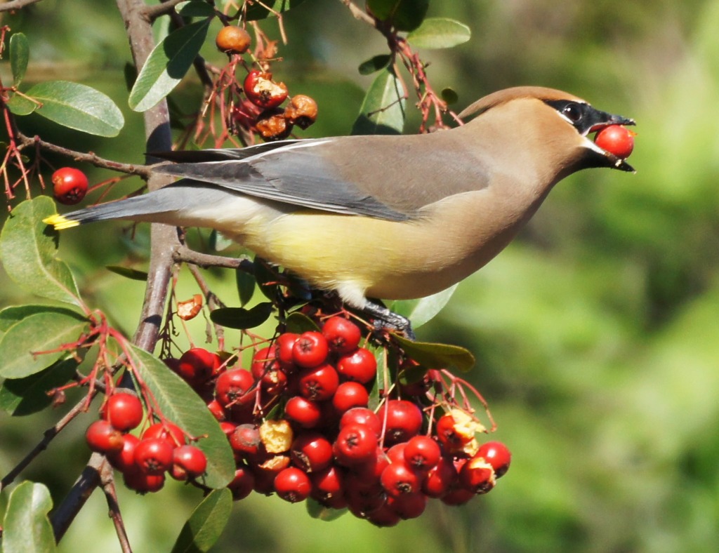 Cedar Waxwing jigsaw puzzle in Animals puzzles on TheJigsawPuzzles.com