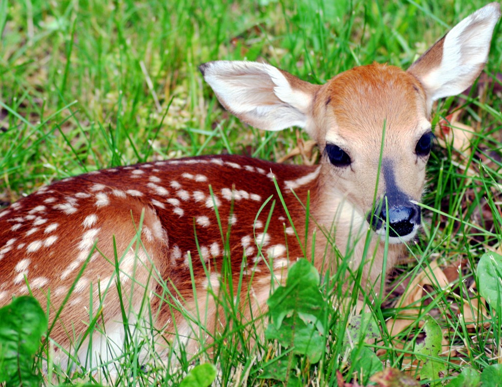 Whitetail Fawn Deer, West Virginia jigsaw puzzle in Animals puzzles on TheJigsawPuzzles.com