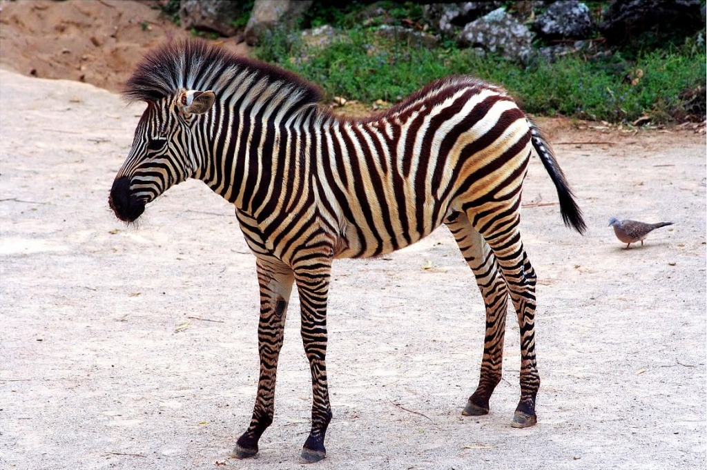 Little Zebra jigsaw puzzle in Animals puzzles on TheJigsawPuzzles.com