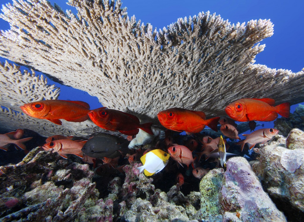 Bigeye Soldierfish at Rapture Reef jigsaw puzzle in Under the Sea puzzles on TheJigsawPuzzles.com