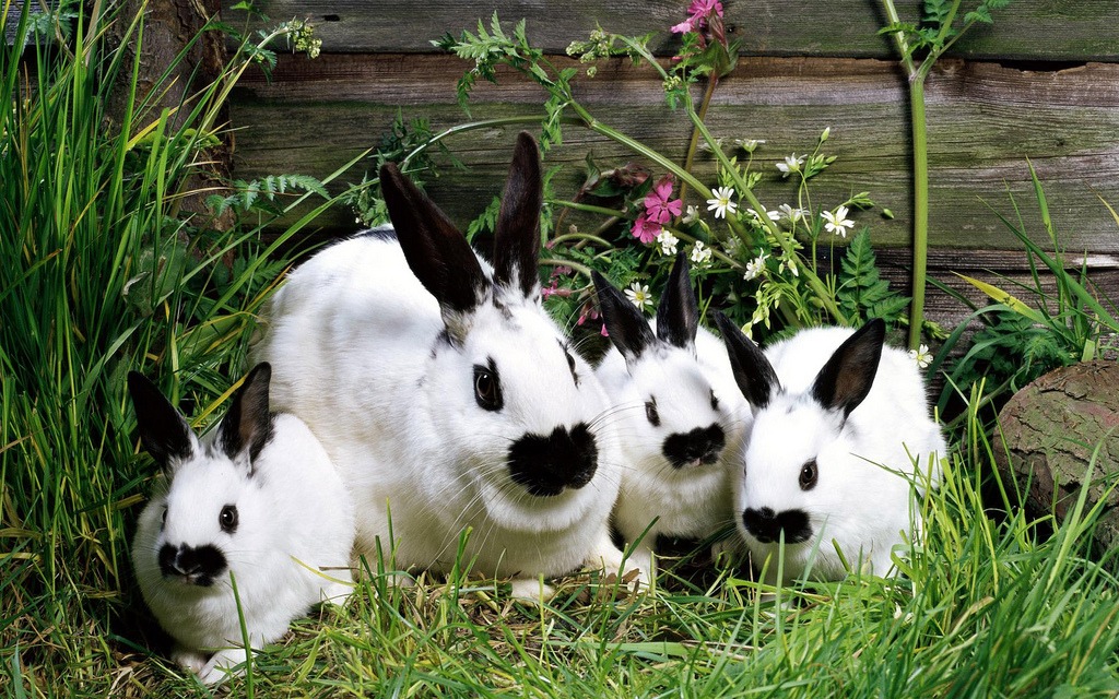 Rabbit Family jigsaw puzzle in Animals puzzles on TheJigsawPuzzles.com