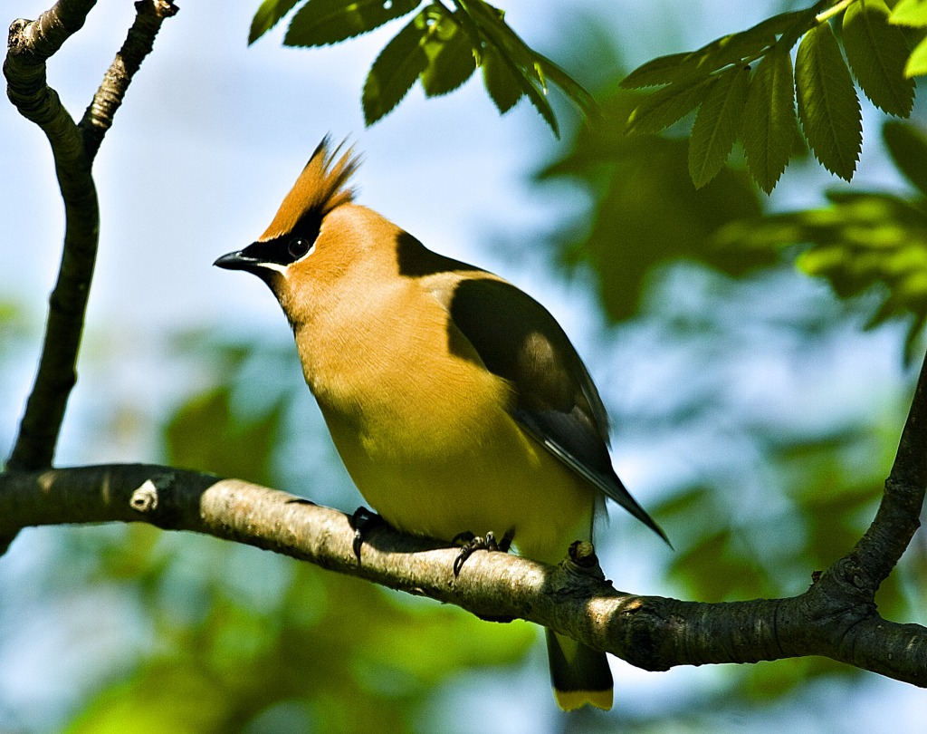 Cedar Wax Wing jigsaw puzzle in Animals puzzles on TheJigsawPuzzles.com