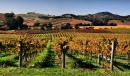 Vineyards in Napa Valley