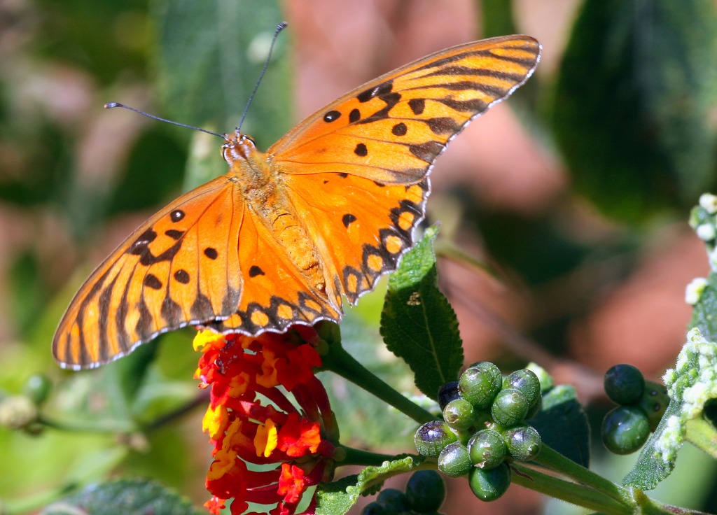 Passion Butterfly jigsaw puzzle in Macro puzzles on TheJigsawPuzzles.com