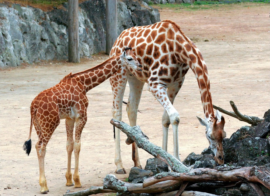 Mrs Giraffe & Junior jigsaw puzzle in Animals puzzles on TheJigsawPuzzles.com