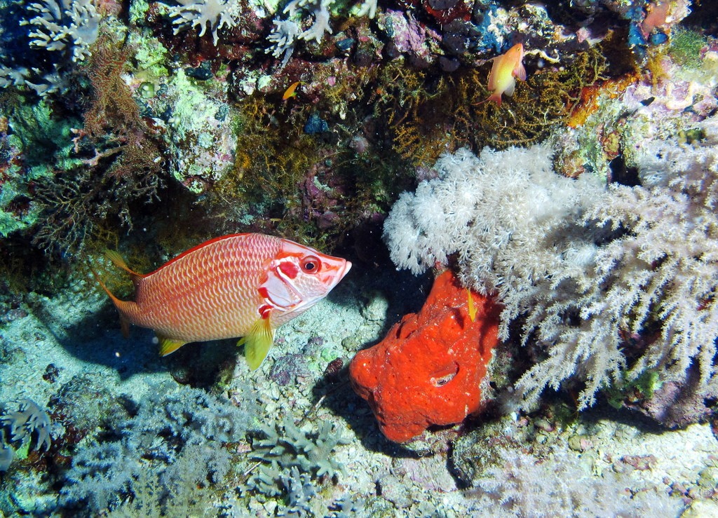 Diving at Big Brother Island, Red Sea, Egypt jigsaw puzzle in Under the Sea puzzles on TheJigsawPuzzles.com