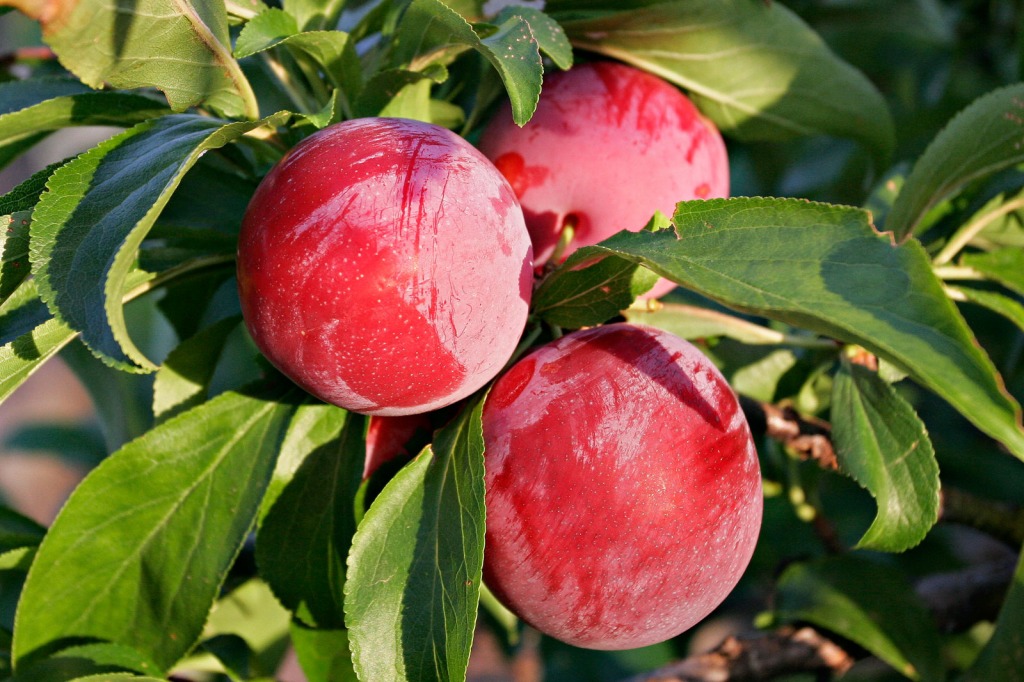 Plums Early Morning jigsaw puzzle in Fruits & Veggies puzzles on TheJigsawPuzzles.com