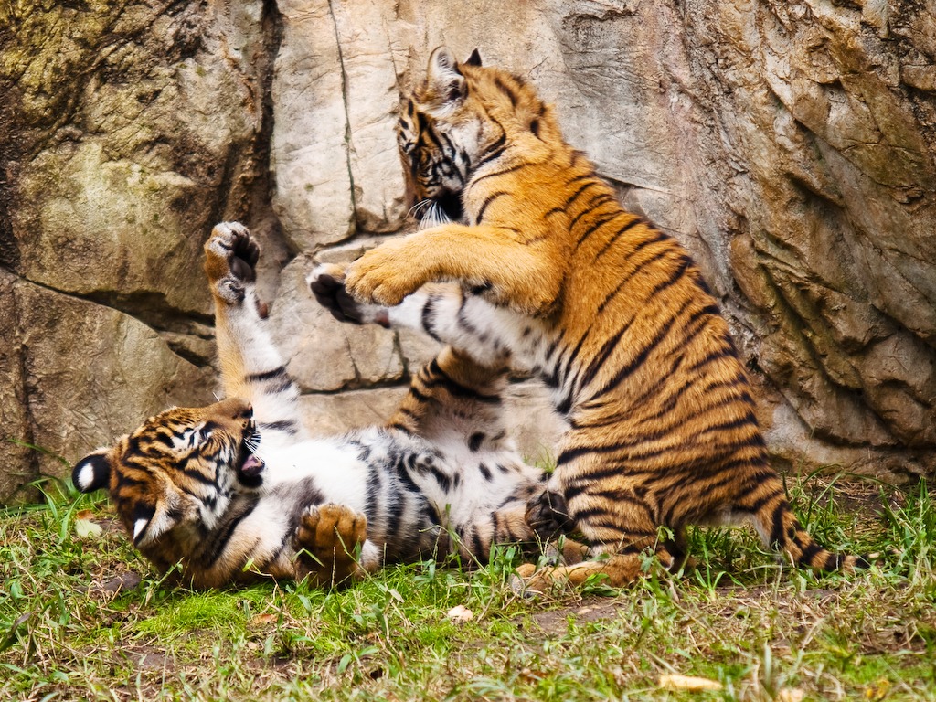 Malayan Tiger Cubs jigsaw puzzle in Animals puzzles on TheJigsawPuzzles.com