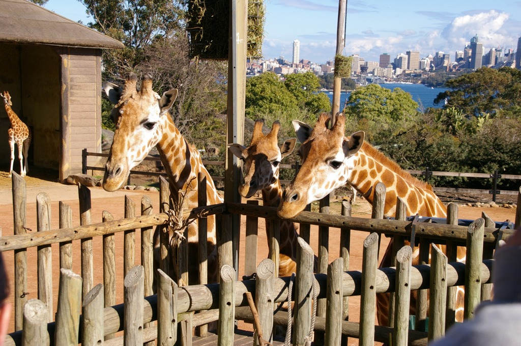 Giraffes in the Taronga Zoo, Australia jigsaw puzzle in Animals puzzles on TheJigsawPuzzles.com