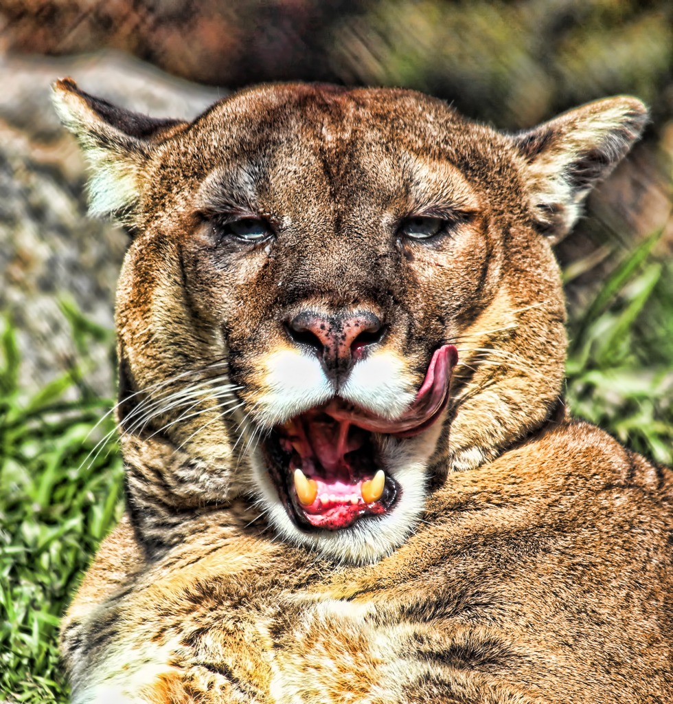 Mountain Lion, Oklahoma City Zoo jigsaw puzzle in Puzzle of the Day puzzles on TheJigsawPuzzles.com