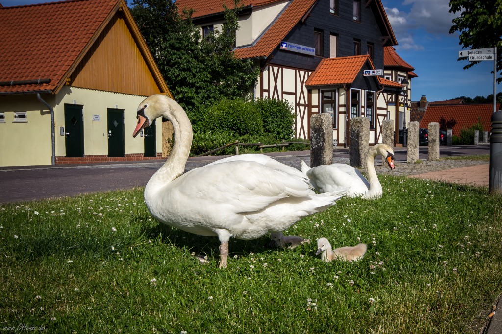 Swan Family jigsaw puzzle in Animals puzzles on TheJigsawPuzzles.com