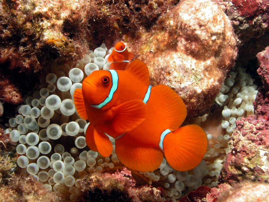 Anemonefish jigsaw puzzle in Under the Sea puzzles on TheJigsawPuzzles.com