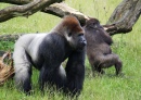 Gorillas