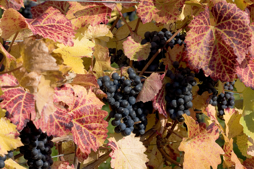 Grape Vine jigsaw puzzle in Fruits & Veggies puzzles on TheJigsawPuzzles.com