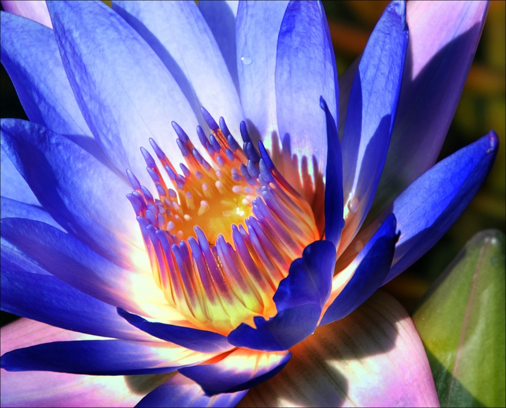 Color jigsaw puzzle in Flowers puzzles on TheJigsawPuzzles.com