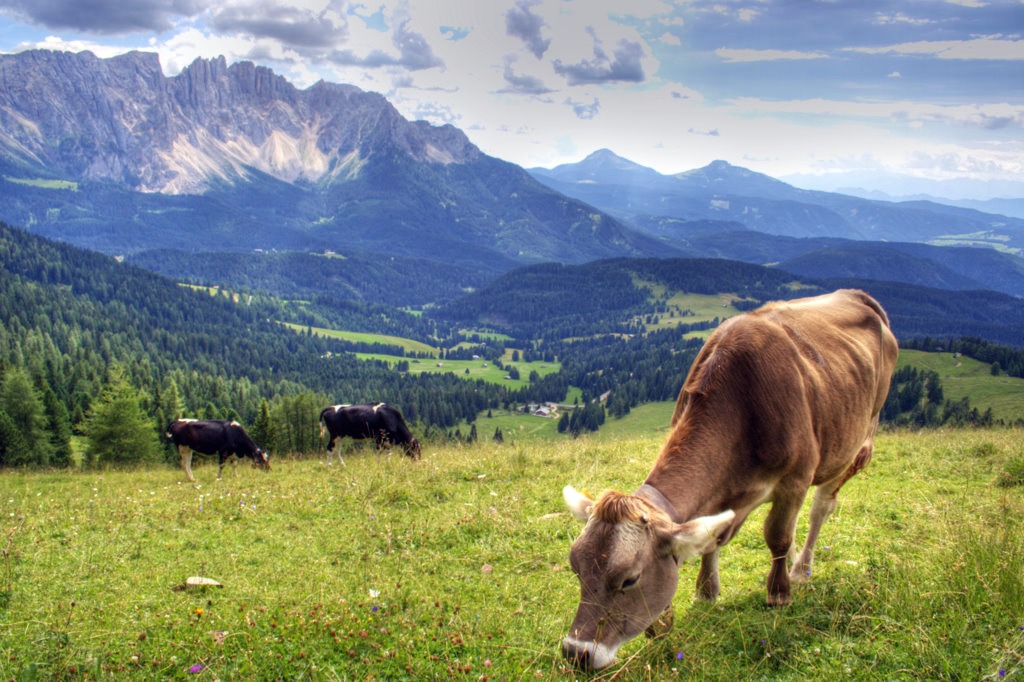 Rosengarten, The Dolomites, Italy jigsaw puzzle in Animals puzzles on TheJigsawPuzzles.com