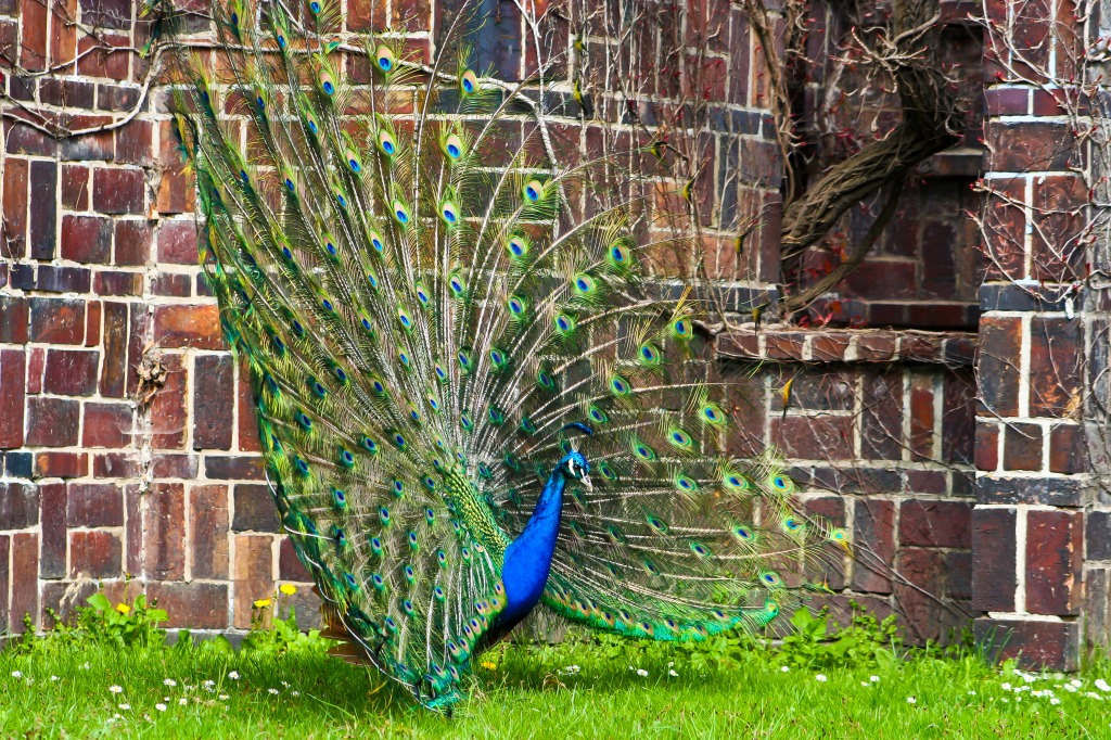 Indian Peafowl in Leipzig Zoo jigsaw puzzle in Animals puzzles on TheJigsawPuzzles.com