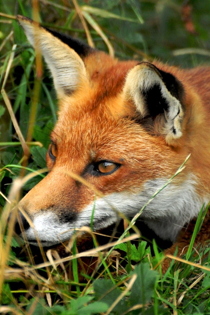 Red Fox, British Wildlife Centre jigsaw puzzle in Animals puzzles on TheJigsawPuzzles.com