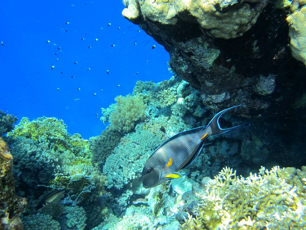 Sohal Surgeonfish, Red Sea, Egypt jigsaw puzzle in Under the Sea puzzles on TheJigsawPuzzles.com