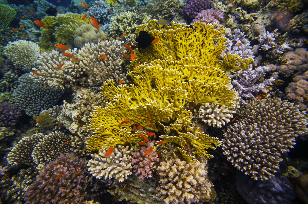 Diving in Dahab, Egypt jigsaw puzzle in Under the Sea puzzles on TheJigsawPuzzles.com